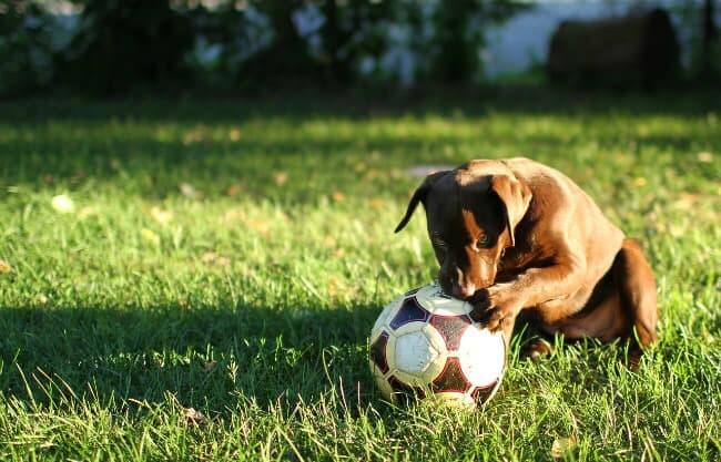 HOW TO SOCIALIZE YOUR DOG WITH OTHER DOGS