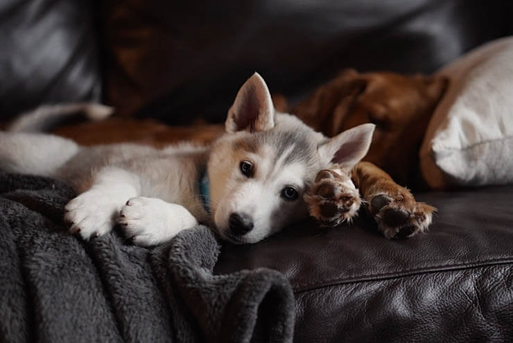 DOG AND PUPPY SOCIALIZATION CLASSES \ KINDERGARTEN