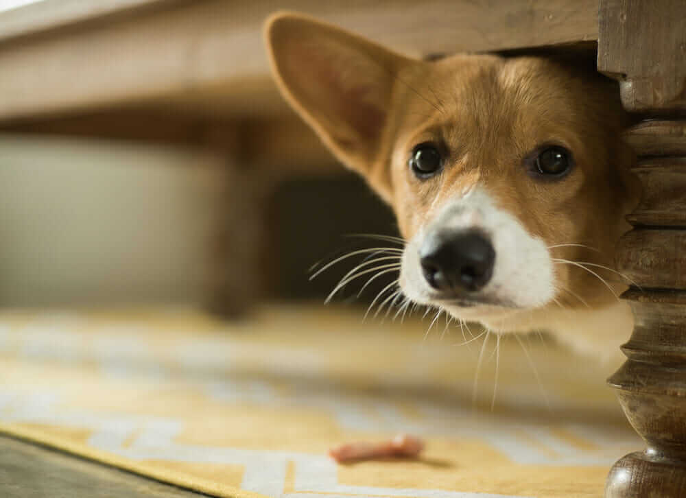 HOW TO SOCIALIZE YOUR DOG FOR A PARK?