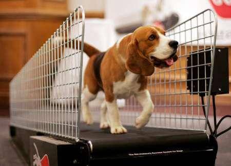 DOG TREADMILLS - REASONS TO USE