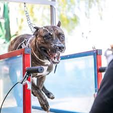 UNDERWATER THERAPY DOG TREADMILL