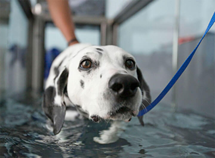 UNDERWATER THERAPY DOG TREADMILL