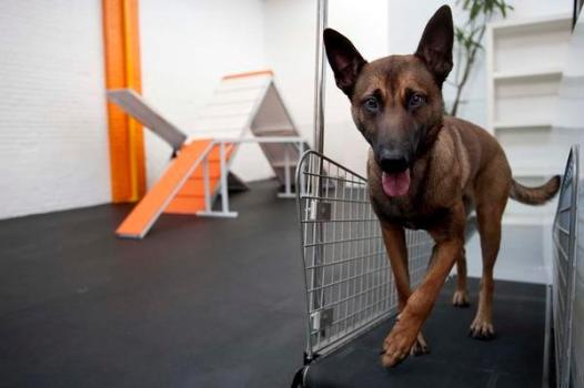 DOG TREADMILL vs HUMAN TREADMILL