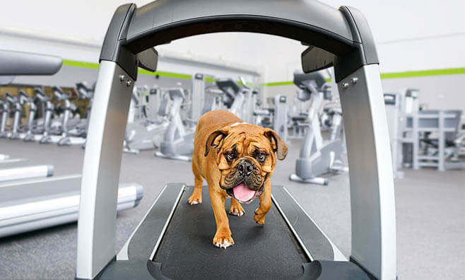 DOG TREADMILLS F.A.Q