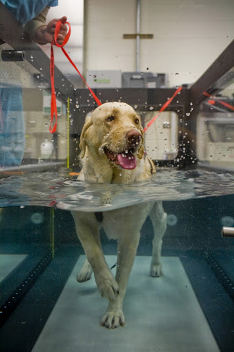 UNDERWATER THERAPY DOG TREADMILL