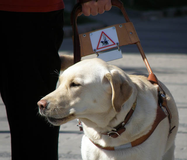 VOICE-CONTROLLED ROBOT DOG for VISUALLY IMPAIRED PEOPLE