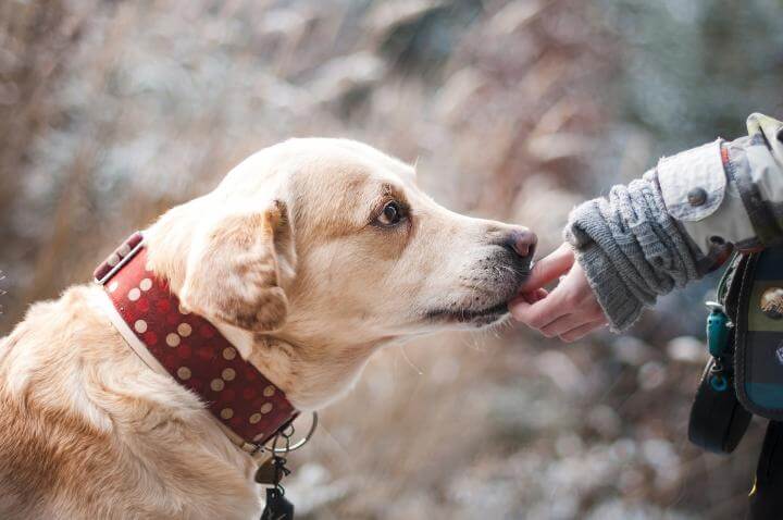 DOG vs HUMAN AGEING COMPARISON