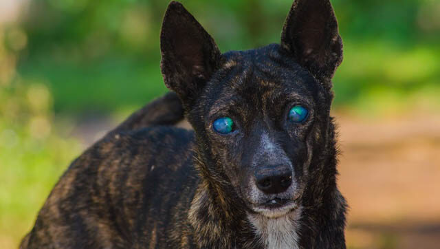 BLINDNESS IN OLDER DOGS