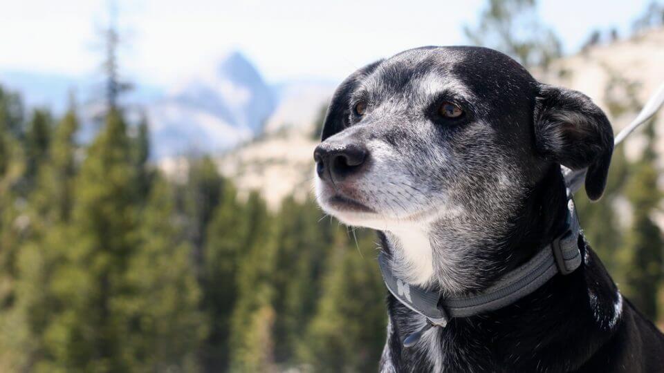 BLINDNESS IN OLDER DOGS
