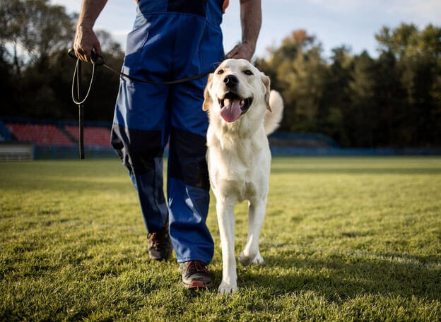 TOP 8 EFFECTIVE DOG TRAINING TIPS FOR A WELL-BEHAVED POOCH