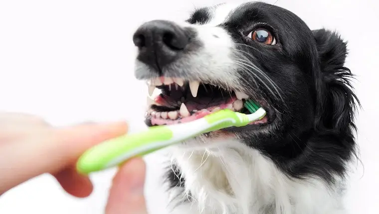 DENTAL CARE TIPS FOR OLDER DOGS