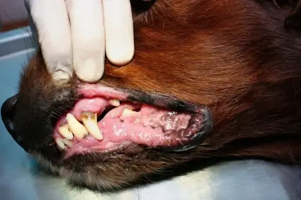 DENTAL CARE TIPS FOR OLDER DOGS