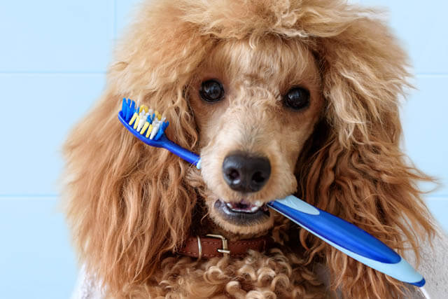 DENTAL CARE TIPS FOR OLDER DOGS