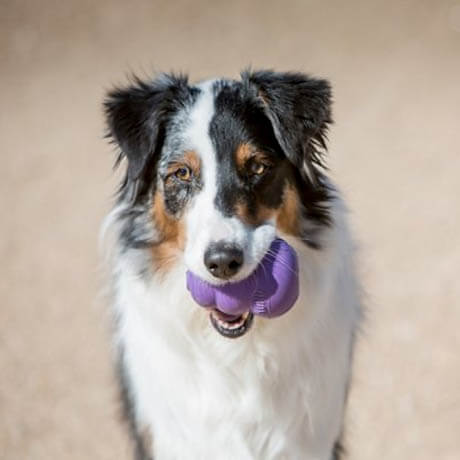 Best Toys for Senior Older Dogs - This Photo courtesy of CHEWY.COM