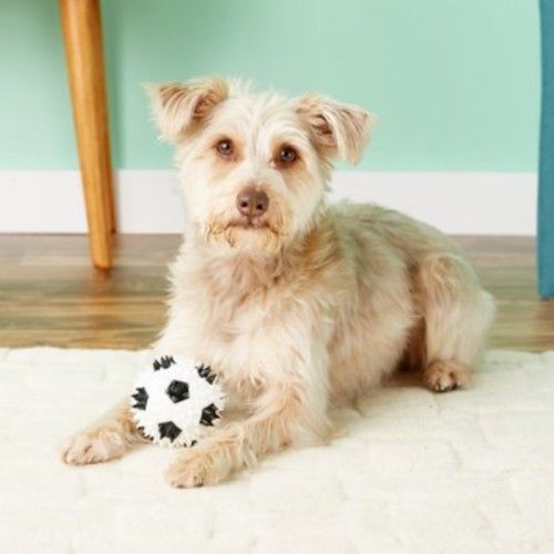 Best Toys for Senior Older Dogs