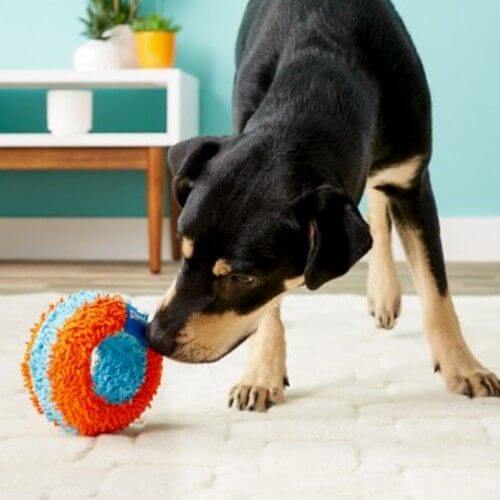 Best Toys for Senior Older Dogs