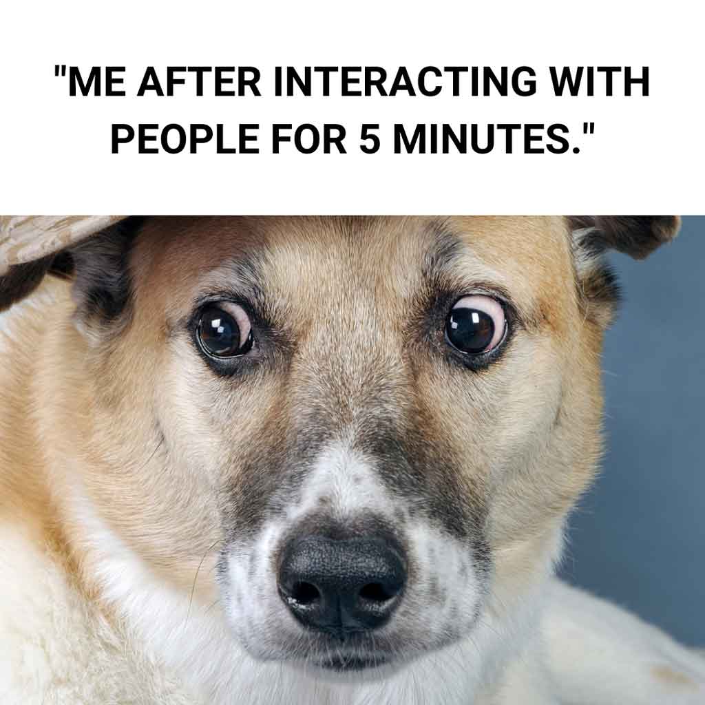 FUNNY DOG MEMES, BEST DOG MEMES