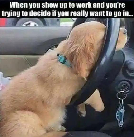 FUNNY DOG MEMES, BEST DOG MEMES