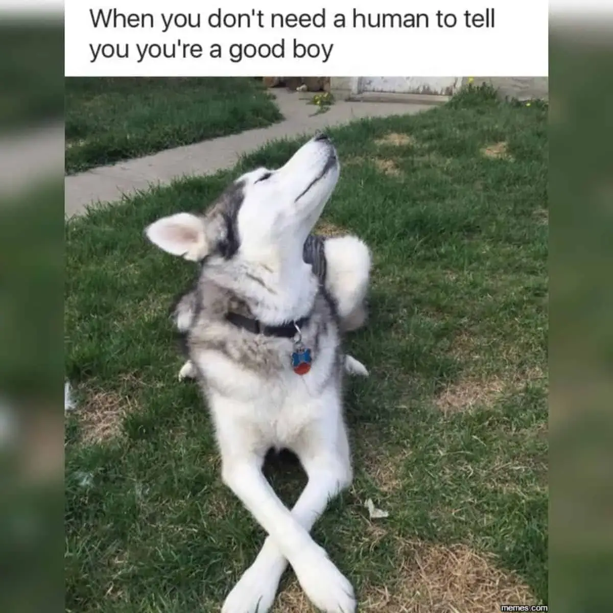 FUNNY DOG MEMES, BEST DOG MEMES