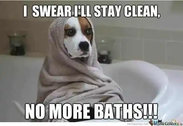 FUNNY DOG MEMES, BEST DOG MEMES