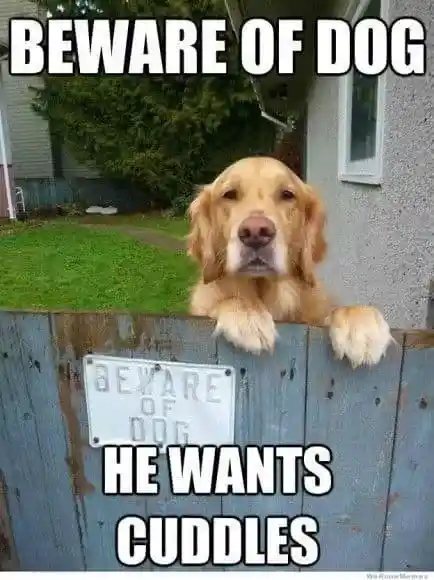 FUNNY DOG MEMES, BEST DOG MEMES