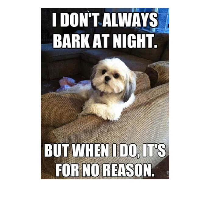 FUNNY DOG MEMES, BEST DOG MEMES