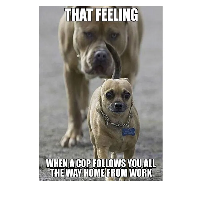 FUNNY DOG MEMES, BEST DOG MEMES