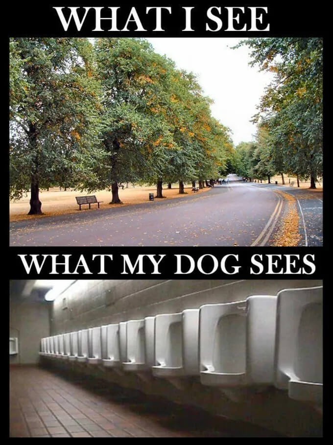 FUNNY DOG MEMES, BEST DOG MEMES