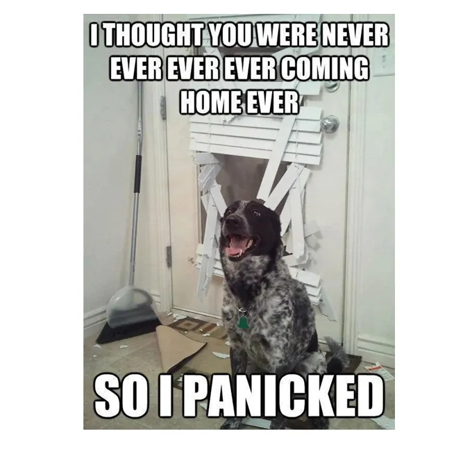 FUNNY DOG MEMES, BEST DOG MEMES