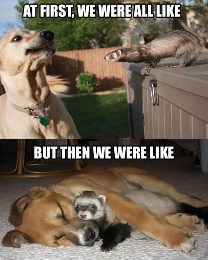 FUNNY DOG MEMES, BEST DOG MEMES