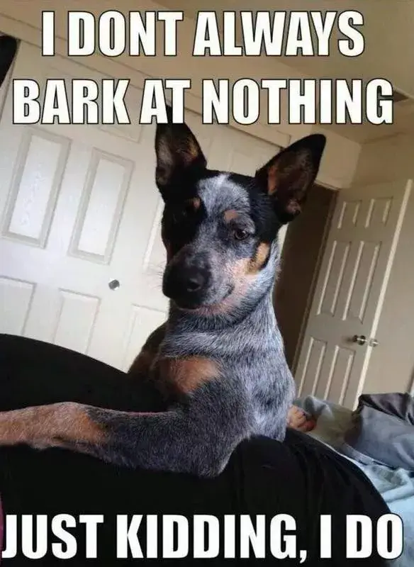 FUNNY DOG MEMES, BEST DOG MEMES