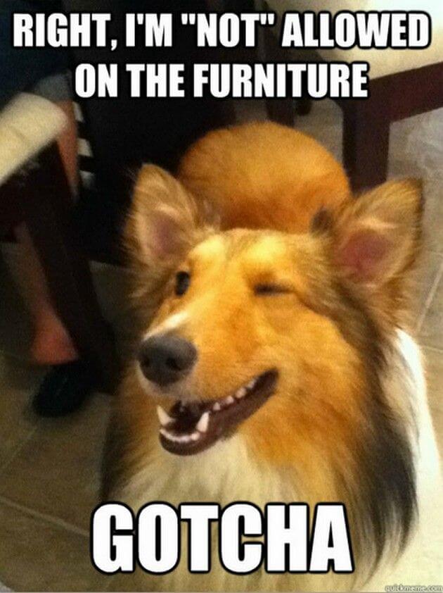 FUNNY DOG MEMES, BEST DOG MEMES