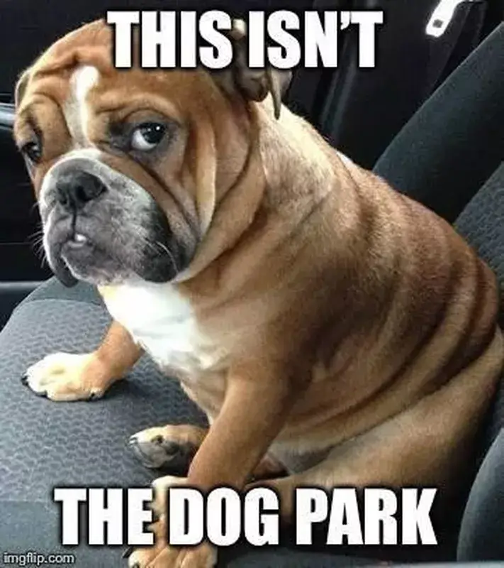 FUNNY DOG MEMES, BEST DOG MEMES