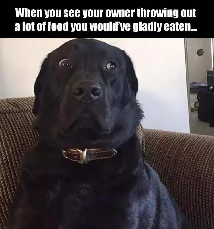 FUNNY DOG MEMES, BEST DOG MEMES