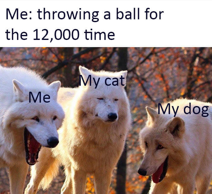 FUNNY DOG MEMES, BEST DOG MEMES