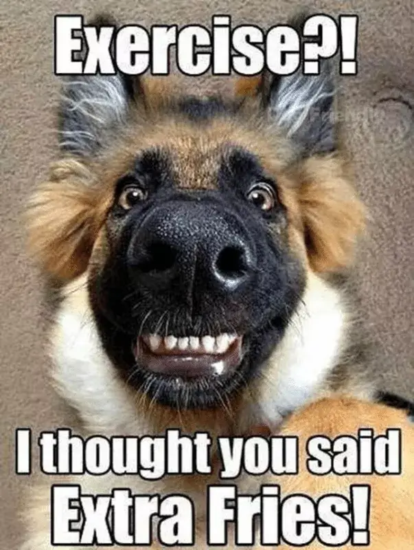 FUNNY DOG MEMES, BEST DOG MEMES