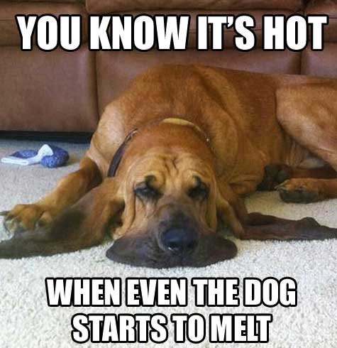 FUNNY DOG MEMES, BEST DOG MEMES