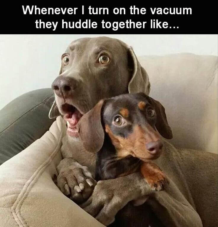 FUNNY DOG MEMES, BEST DOG MEMES