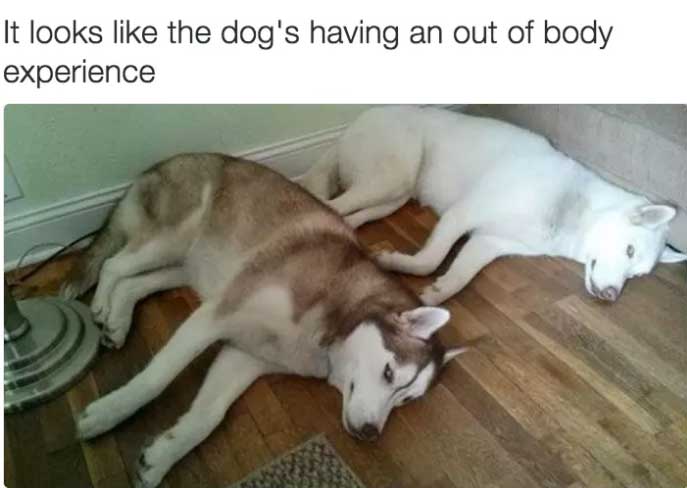 FUNNY DOG MEMES, BEST DOG MEMES