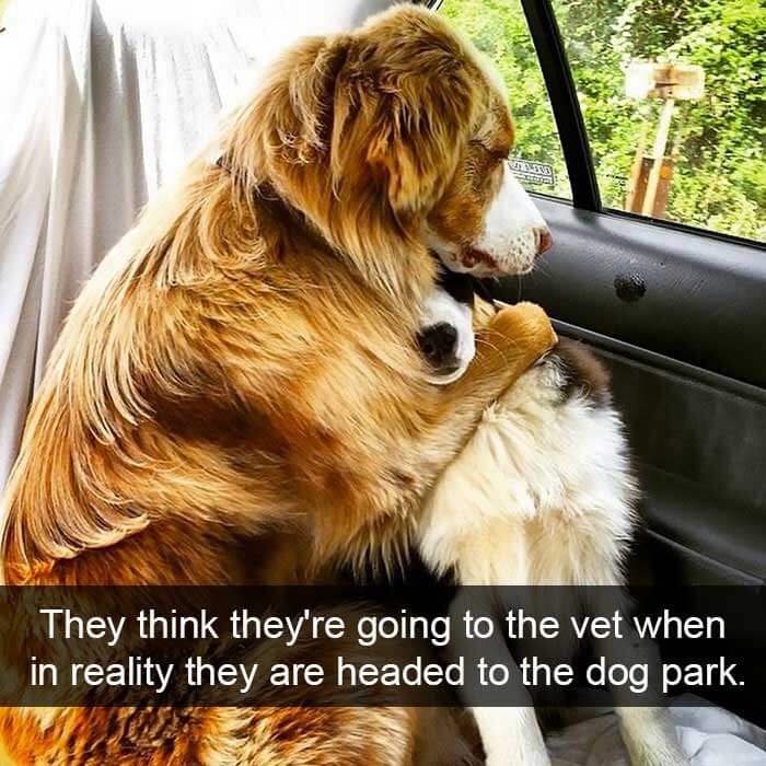 FUNNY DOG MEMES, BEST DOG MEMES