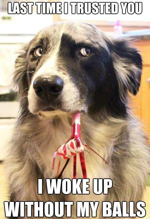 FUNNY DOG MEMES, BEST DOG MEMES