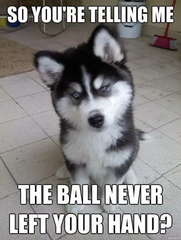 FUNNY DOG MEMES, BEST DOG MEMES