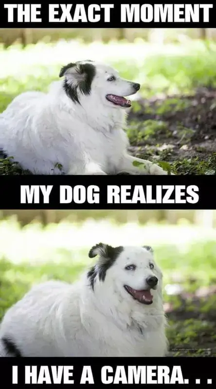 FUNNY DOG MEMES, BEST DOG MEMES