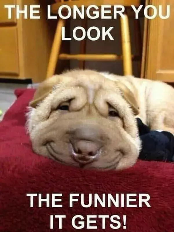 FUNNY DOG MEMES, BEST DOG MEMES