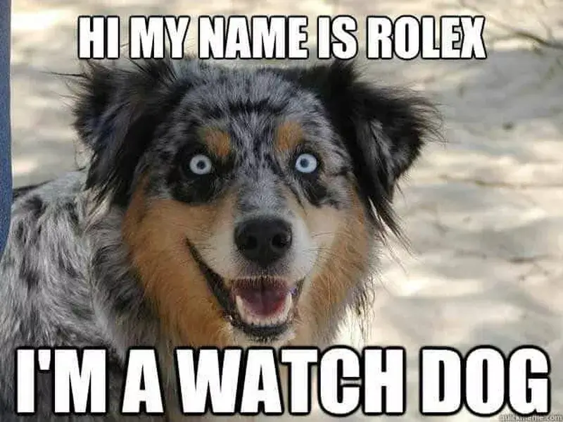 FUNNY DOG MEMES, BEST DOG MEMES