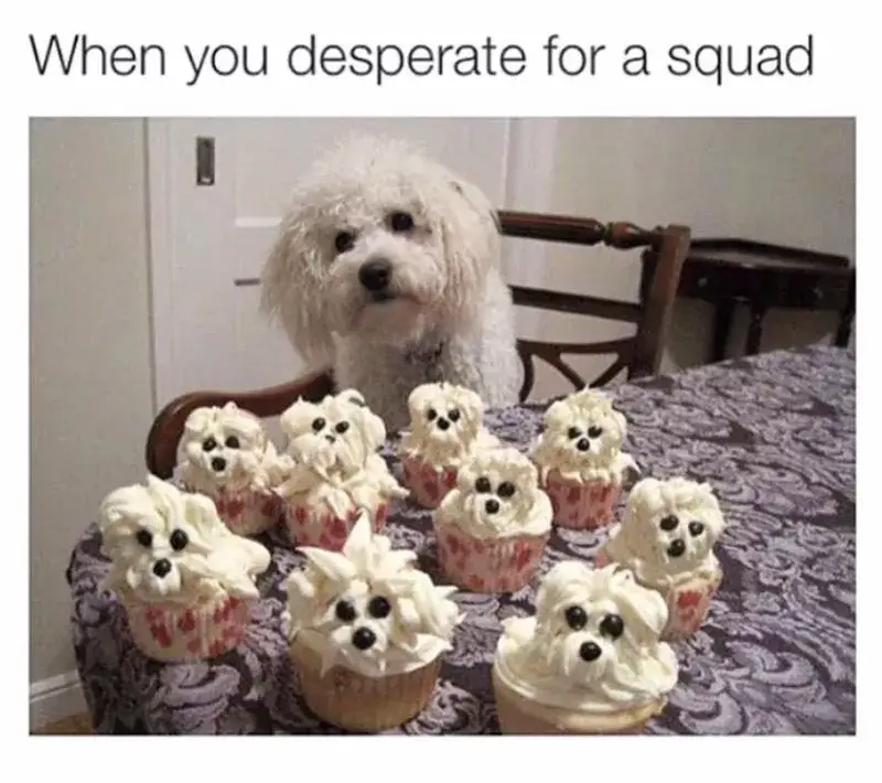 FUNNY DOG MEMES, BEST DOG MEMES