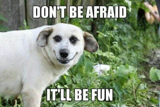 FUNNY DOG MEMES, BEST DOG MEMES