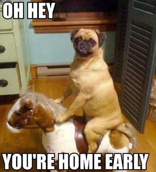 FUNNY DOG MEMES, BEST DOG MEMES