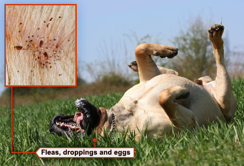 Dog Fleas, Mites and Ticks