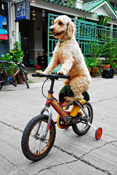 DOG TRAVEL IN CAR